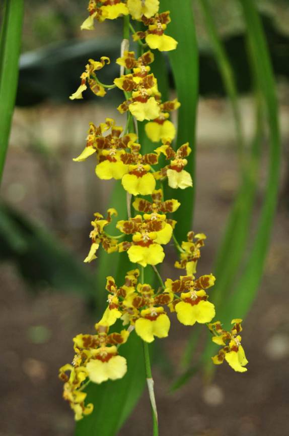 Coleção de flores no terreno da árvore sagrada dos mayas, em Chiquila, costa norte do Yucatán, no México